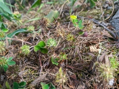 Trifolium leucanthum
