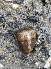 Melampus olivaceus