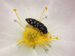 Acmaeodera degener