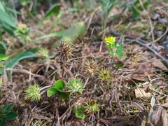 Trifolium leucanthum