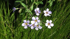 Chaenostoma campanulatum
