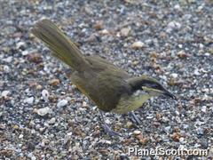 Gavicalis versicolor