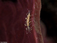 Amblyosyllis madeirensis