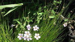 Chaenostoma campanulatum