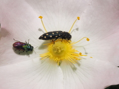 Acmaeodera degener