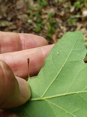 Andricus chinquapin