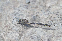 Phanogomphus borealis