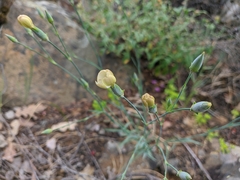 Dianthus marschallii