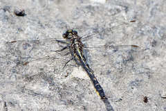 Phanogomphus borealis