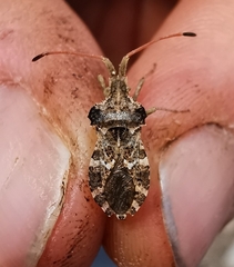 Centrocoris spiniger