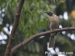 Philemon buceroides yorki