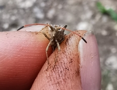 Centrocoris spiniger