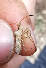 Centrocoris spiniger