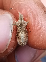 Centrocoris spiniger