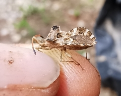 Centrocoris spiniger