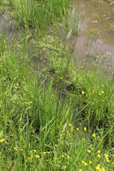 Juncus atratus