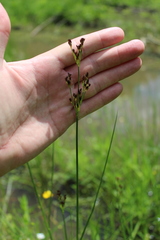 Juncus atratus