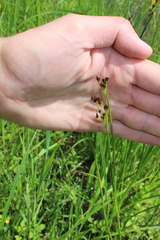 Juncus atratus