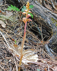 Corallorhiza striata vreelandii