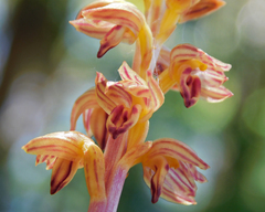 Corallorhiza striata vreelandii