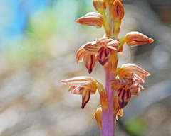 Corallorhiza striata vreelandii