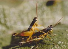 Liebermannacris dorsualis