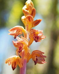 Corallorhiza striata vreelandii