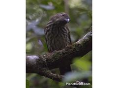 Scenopoeetes dentirostris