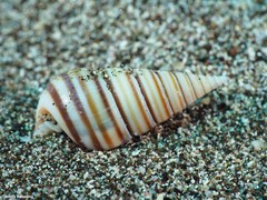 Pyramidella dolabrata