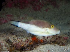 Canthigaster capistrata