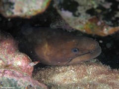 Gymnothorax unicolor