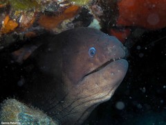 Gymnothorax unicolor