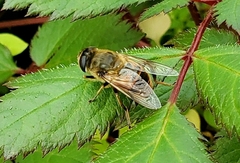 Eristalis tenax