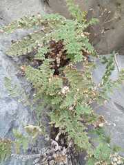 Myriopteris