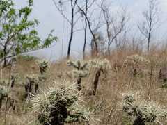 Cylindropuntia tunicata