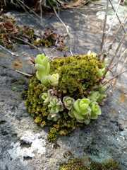 Sedum