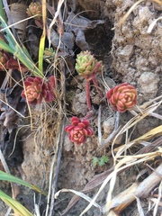 Sedum