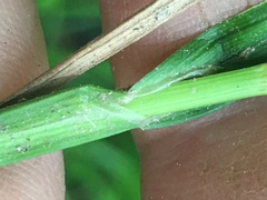 Carex tribuloides sangamonensis