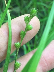 Carex tribuloides sangamonensis