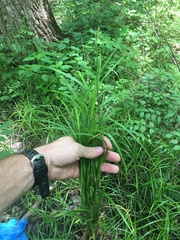Carex tribuloides sangamonensis