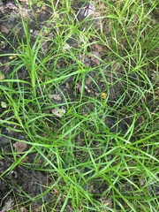 Carex tribuloides sangamonensis