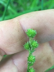 Carex tribuloides sangamonensis