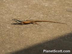 Closed-Litter Rainbow-Skink photo 3