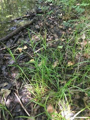 Carex tribuloides sangamonensis