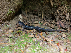 Plethodon metcalfi