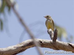 Microeca flavigaster