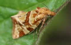 Aethes hartmanniana