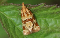 Aethes hartmanniana