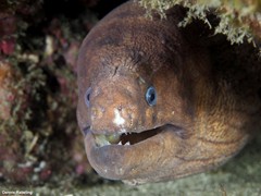 Gymnothorax unicolor
