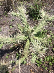 Cylindropuntia tunicata